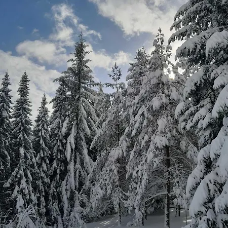 Pine Tree Holiday home Zlatibor